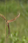 Toothache grass